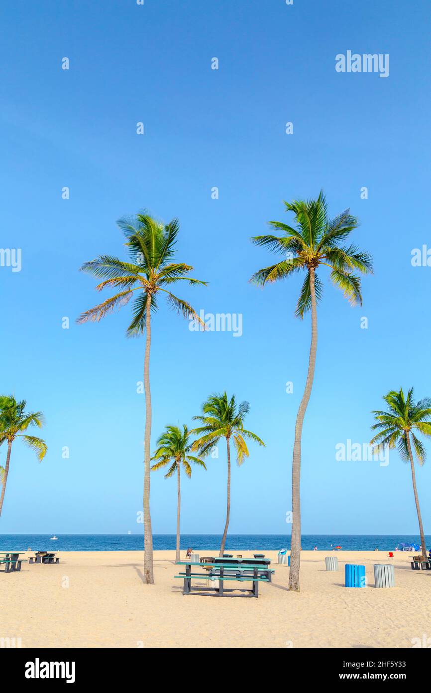 beautiful tropical Fort Lauderdale beach with coconut trees Stock Photo