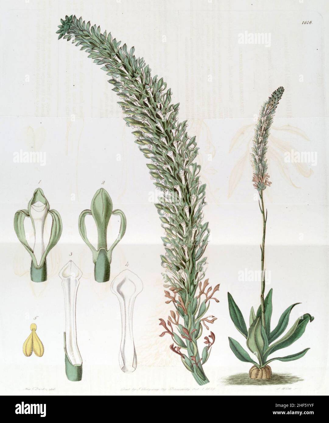 Sauroglossum nitidum (as Sauroglossum elatum) - Edwards vol 19 pl 1618 (1833). Stock Photo