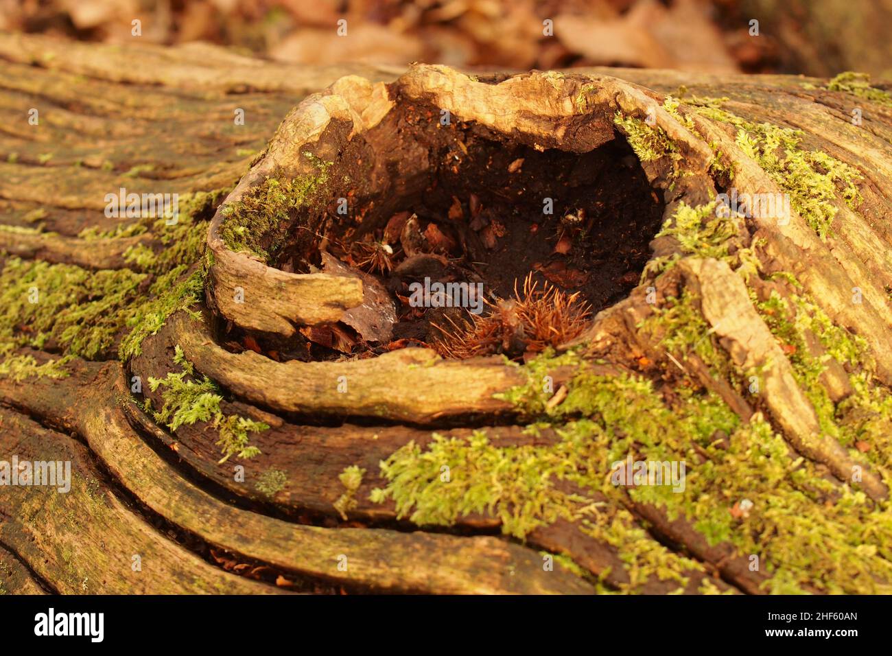 A fallen dead oak tree trunk showing a section with a hole where a branch would have grown from and snapped off surrounded by lichen Stock Photo