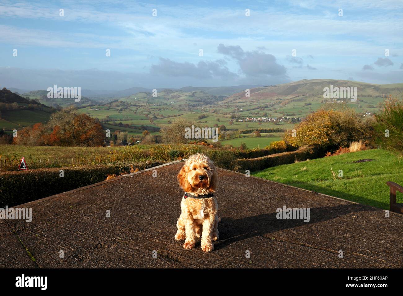A cockapoo sitting in front of the Berwyn Mountain range, a range of mountains on the England and Wales border above Oswestry. Ceiriog Valley view. Stock Photo