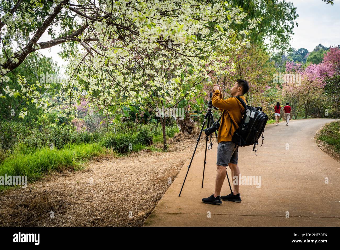 Chiang Mai, Thailand. 14th Jan, 2022. A tourist seen taking photos of white Cherry Blossom trees.Tourists visit the Khun Wang Royal Agricultural project in Chiang Mai to observe the blooming of the Himalayan Cherry Blossoms. This rare natural event happens for a short period once a year near Doi Inthanon, the mountain with the highest peak in Thailand. Credit: SOPA Images Limited/Alamy Live News Stock Photo
