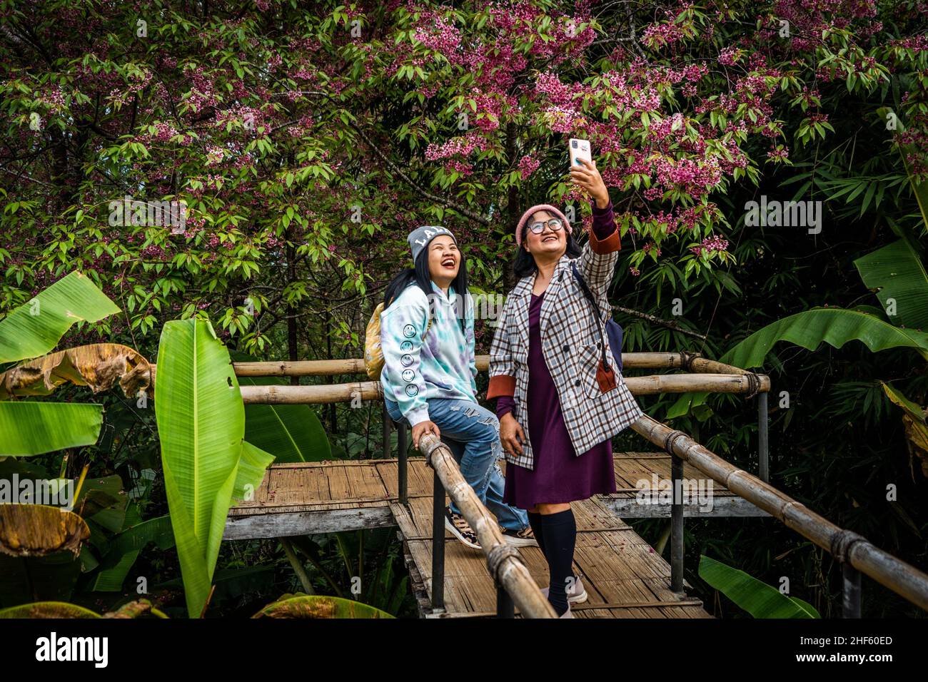 Chiang Mai, Thailand. 14th Jan, 2022. Tourists pose for a selfie in front of Himalayan Cherry Blossom trees.Tourists visit the Khun Wang Royal Agricultural project in Chiang Mai to observe the blooming of the Himalayan Cherry Blossoms. This rare natural event happens for a short period once a year near Doi Inthanon, the mountain with the highest peak in Thailand. Credit: SOPA Images Limited/Alamy Live News Stock Photo