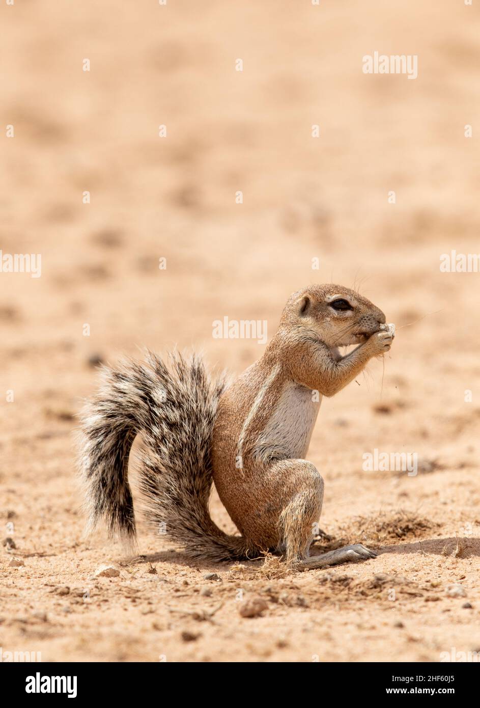 Ground Squirrel in the Kgalagadi Stock Photo