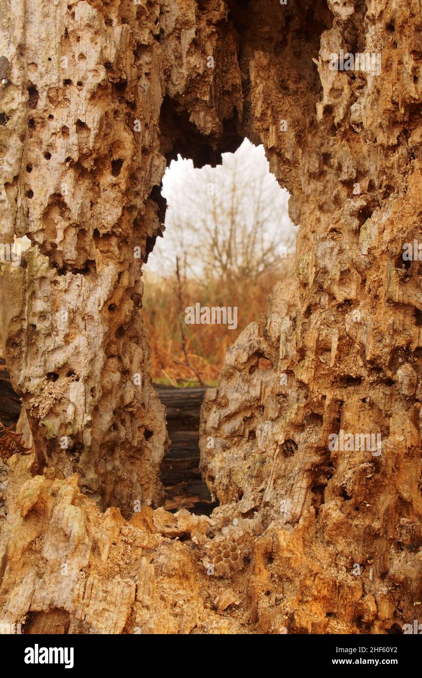 Oak Tree Trunk Hole High Resolution Stock Photography and Images - Alamy