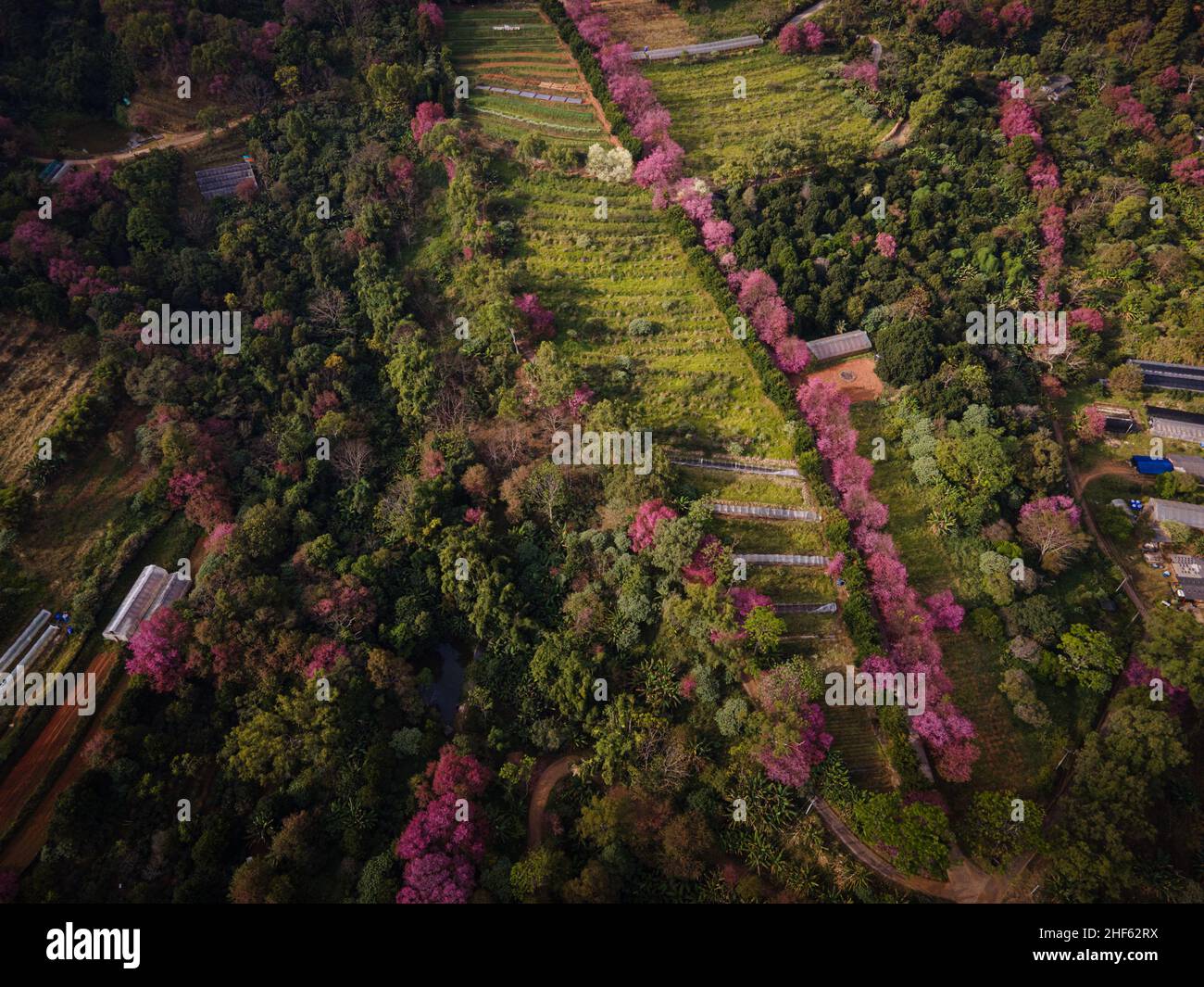 Chiang Mai, Thailand. 14th Jan, 2022. (EDITOR'S NOTE: Image taken with a drone)Aerial view of Khun Wang Project during the annual blooming of the Himalayan Cherry Blossom trees. Tourists visit the Khun Wang Royal Agricultural project in Chiang Mai to observe the blooming of the Himalayan Cherry Blossoms. This rare natural event happens for a short period once a year near Doi Inthanon, the mountain with the highest peak in Thailand. (Photo by Matt Hunt/SOPA Images/Sipa USA) Credit: Sipa USA/Alamy Live News Stock Photo