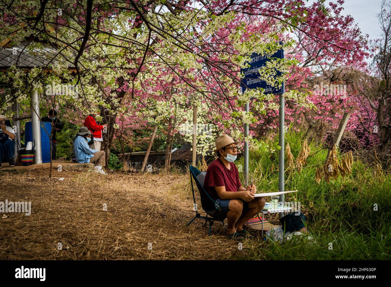 An artist paints a photo of Himalayan Cherry Blossom trees.Tourists visit the Khun Wang Royal Agricultural project in Chiang Mai to observe the blooming of the Himalayan Cherry Blossoms. This rare natural event happens for a short period once a year near Doi Inthanon, the mountain with the highest peak in Thailand. (Photo by Matt Hunt / SOPA Images/Sipa USA) Stock Photo