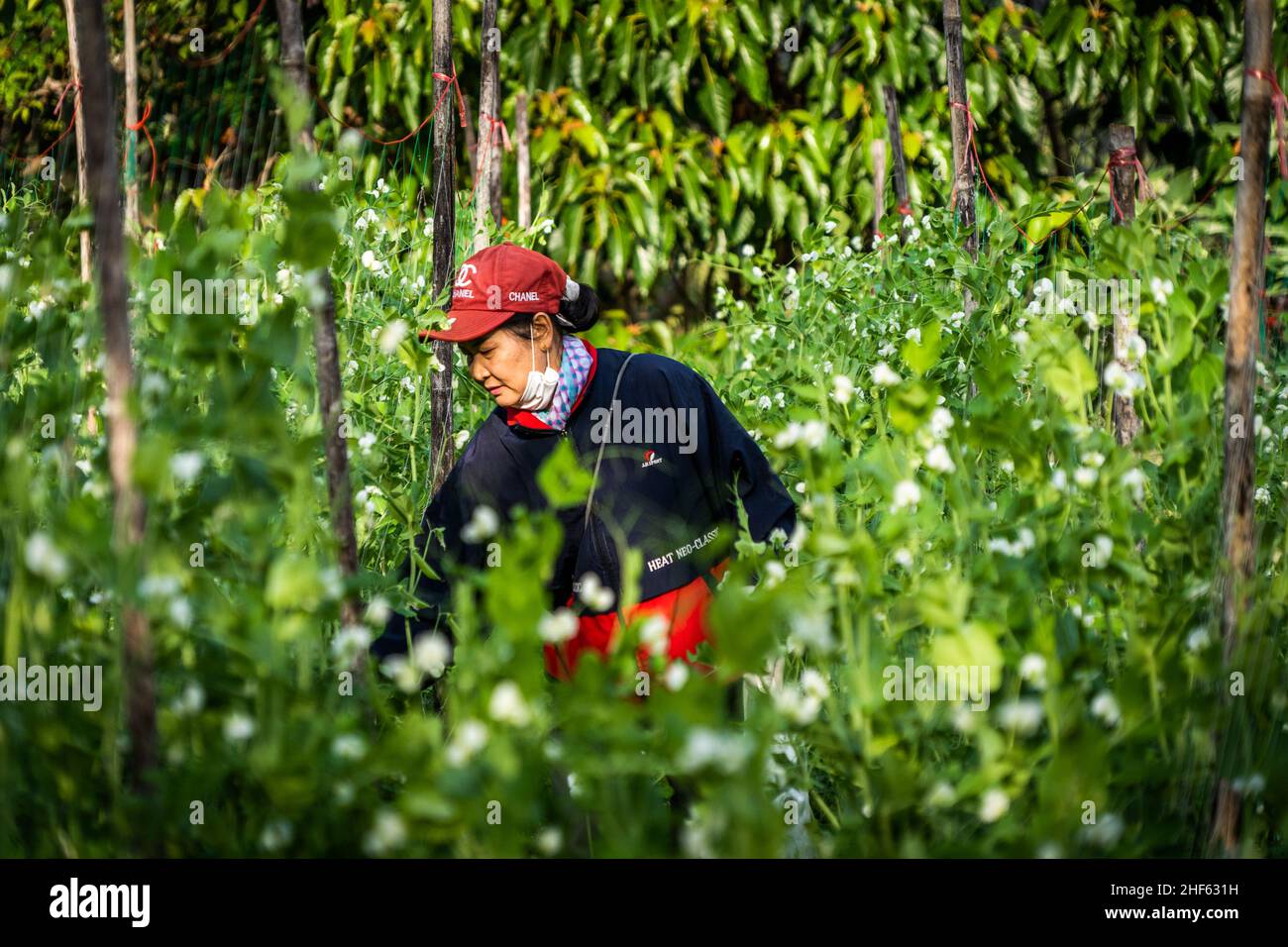 A worker picks flowers at a park while tourists observe the Himalayan Cherry Blossom trees.Tourists visit the Khun Wang Royal Agricultural project in Chiang Mai to observe the blooming of the Himalayan Cherry Blossoms. This rare natural event happens for a short period once a year near Doi Inthanon, the mountain with the highest peak in Thailand. (Photo by Matt Hunt / SOPA Images/Sipa USA) Stock Photo