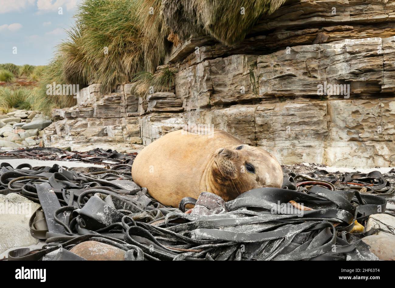 Close up of a Southern elephant  seal lying in the seaweeds on a coast of the Falkland Islands. Stock Photo