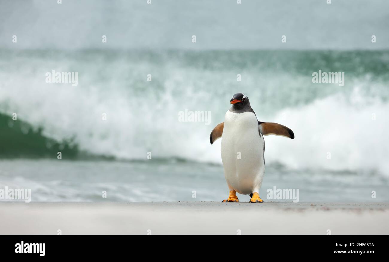 Close up of a Gentoo penguin walking on a sandy beach against big waves, Falkland Islands. Stock Photo