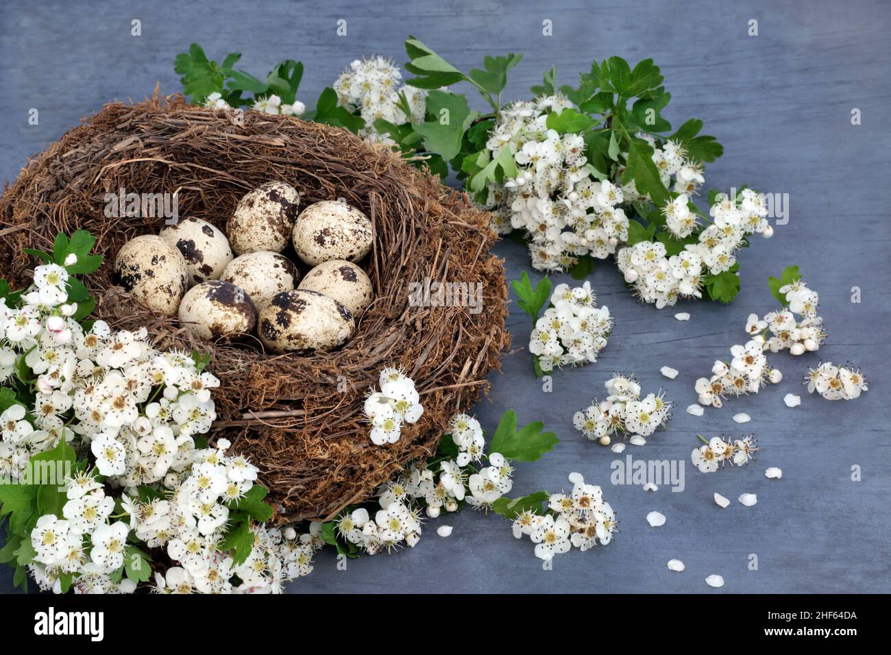 Fresh gourmet quail eggs in a birds nest with spring hawthorn blossom