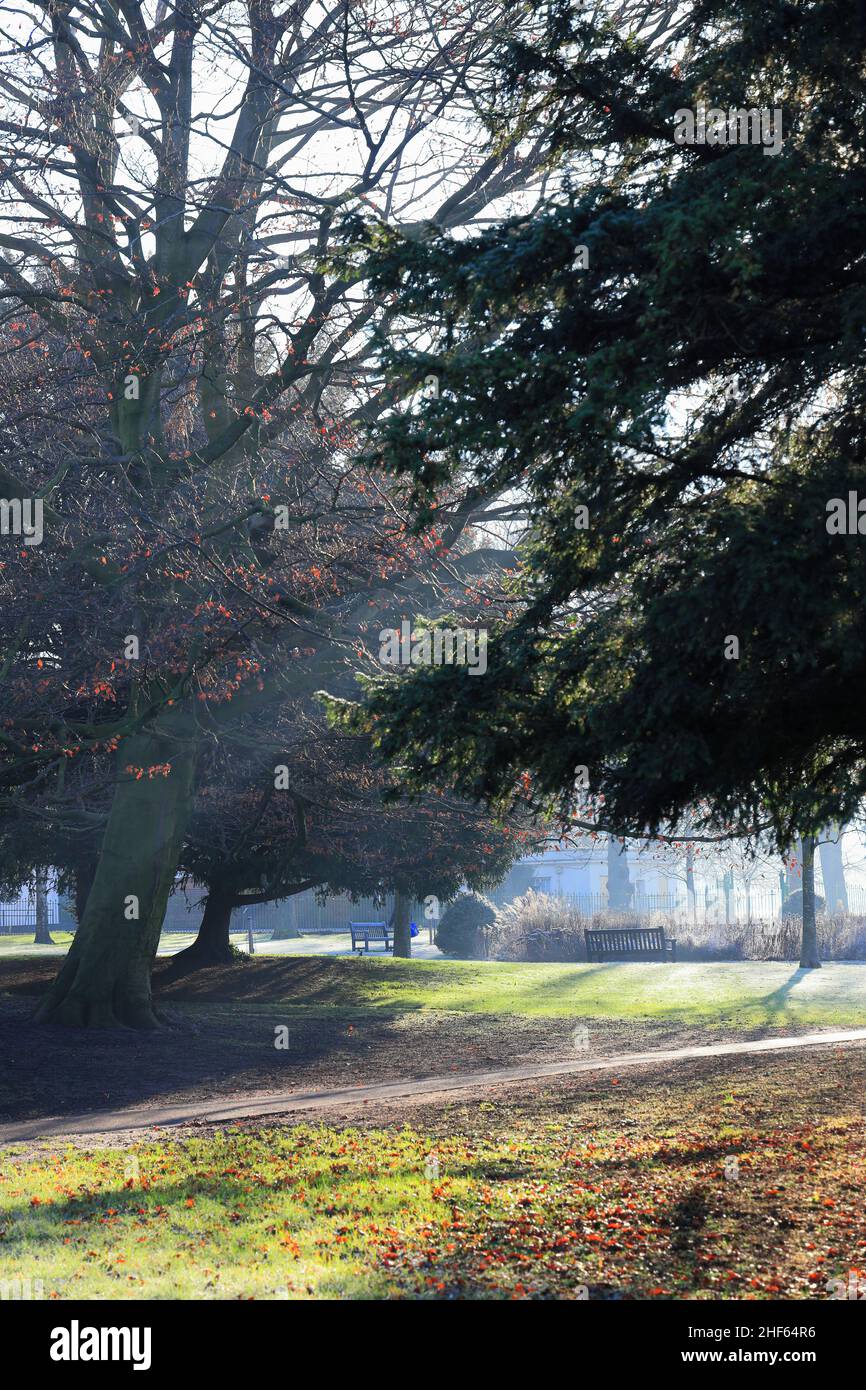 Bright misty morning in a park in winter with beams of sunlight through the trees Stock Photo