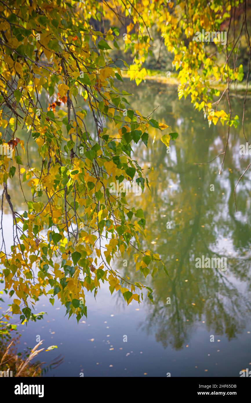 Branches with yellow birch leaves hang over the river.Falling leaves over the river Stock Photo