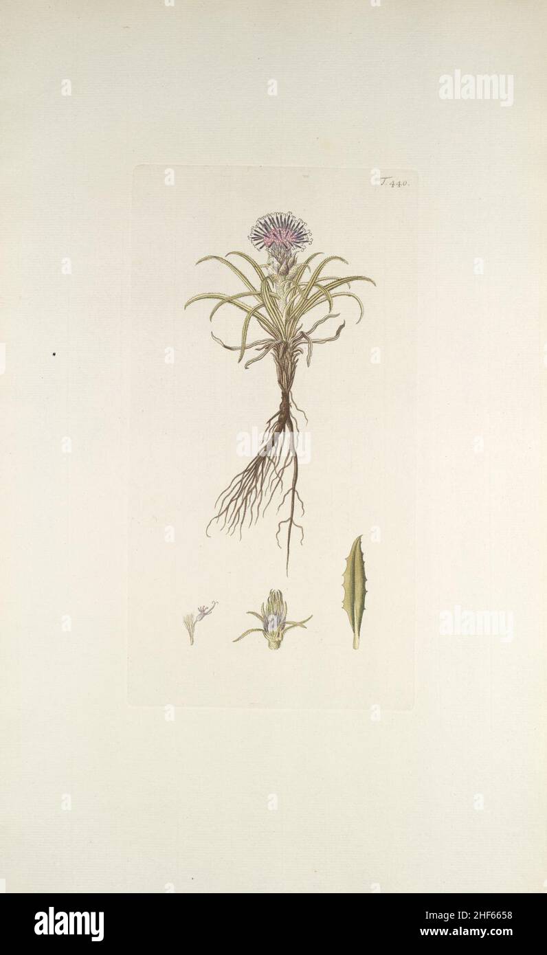 Saussurea pygmaea - 001x. Stock Photo