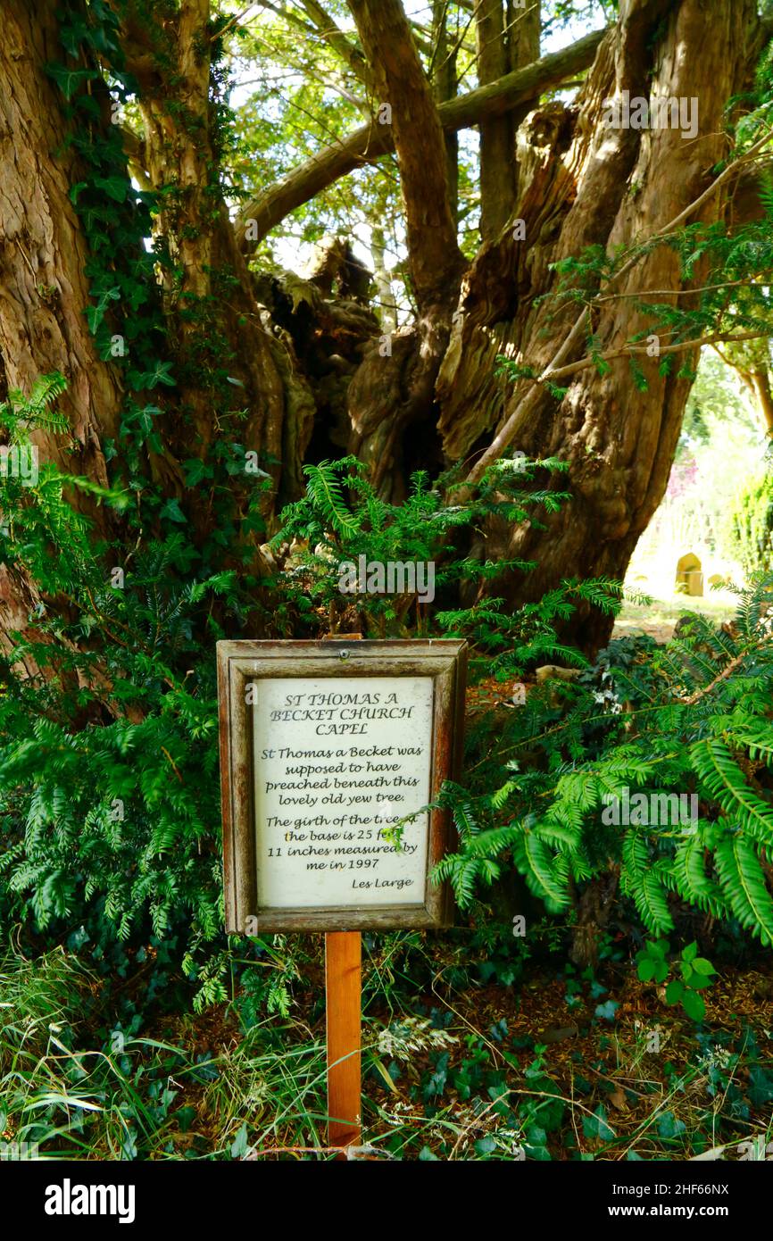 Sign beneath old yew tree in St Thomas a Becket churchyard marking the spot where St Thomas a Becket is said to have preached, Capel, Kent, England Stock Photo
