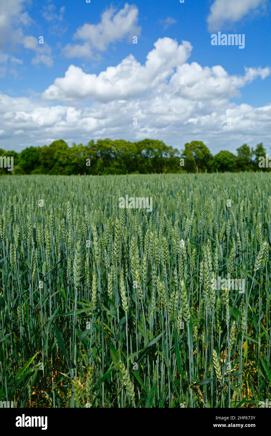 Field of young wheat in early summer between Capel and Tudeley, Kent, England Stock Photo