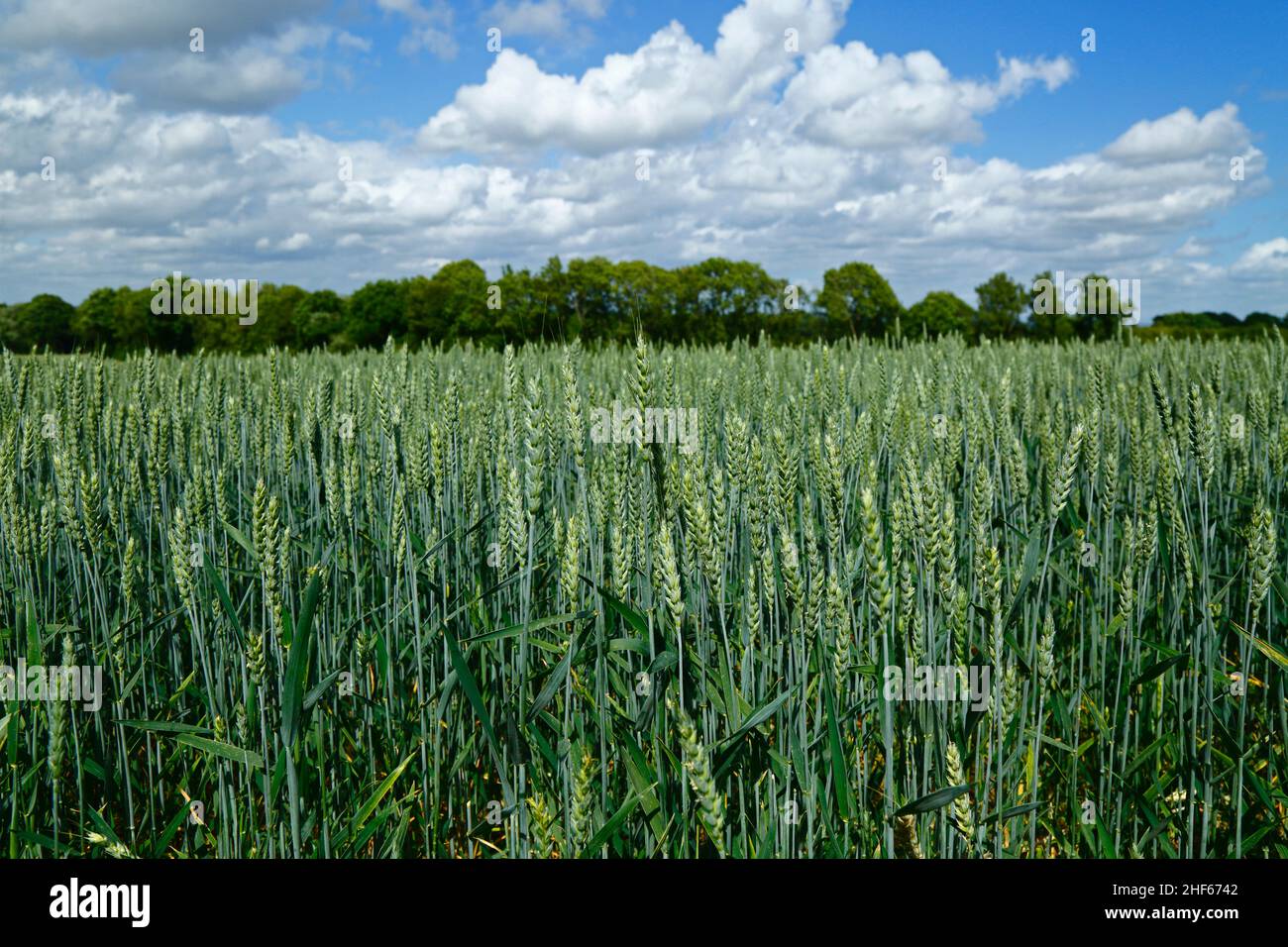 Field of young wheat in early summer between Capel and Tudeley, Kent, England Stock Photo