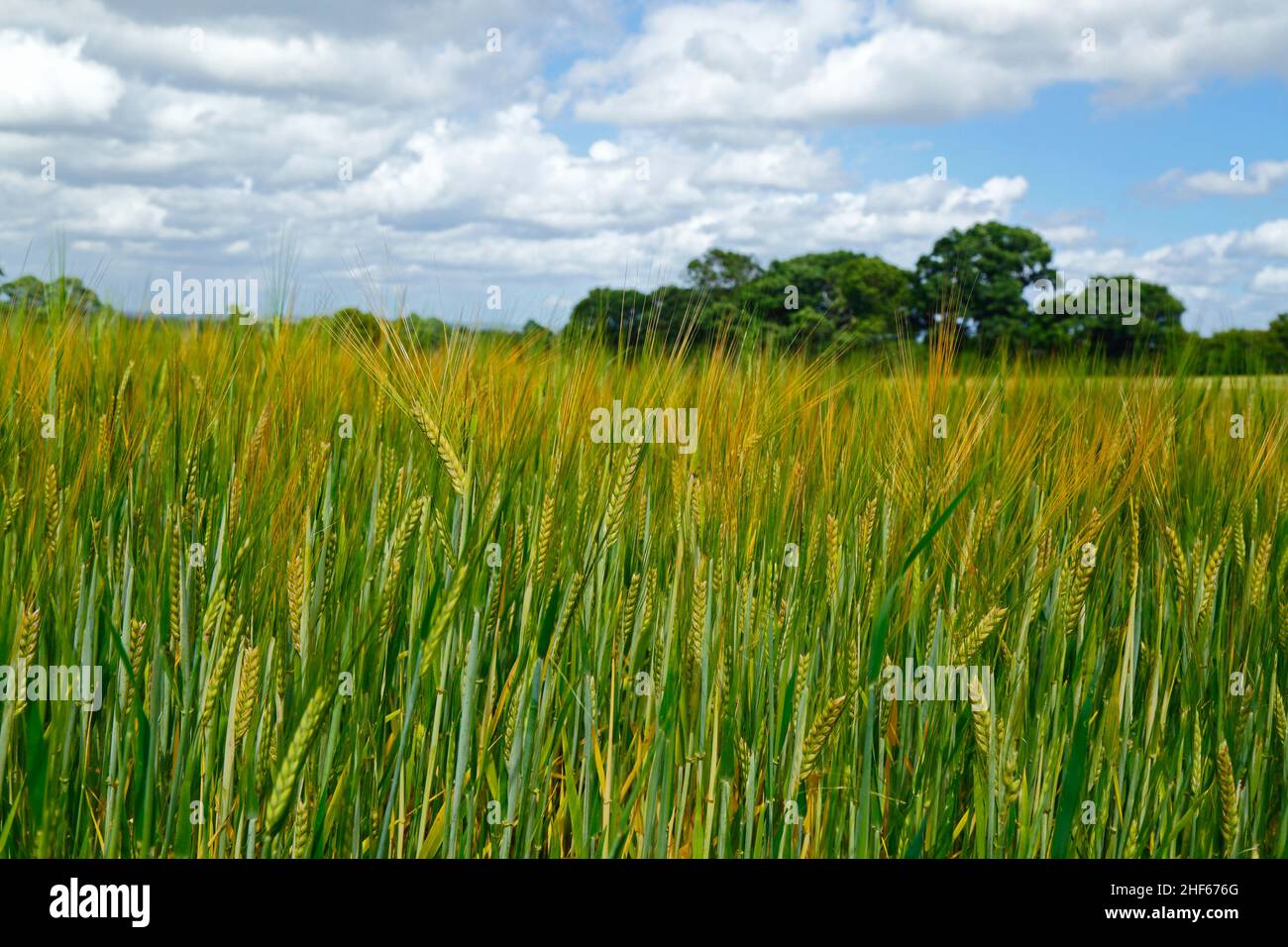 Field of young barley in early summer between Capel and Tudeley, Kent, England Stock Photo