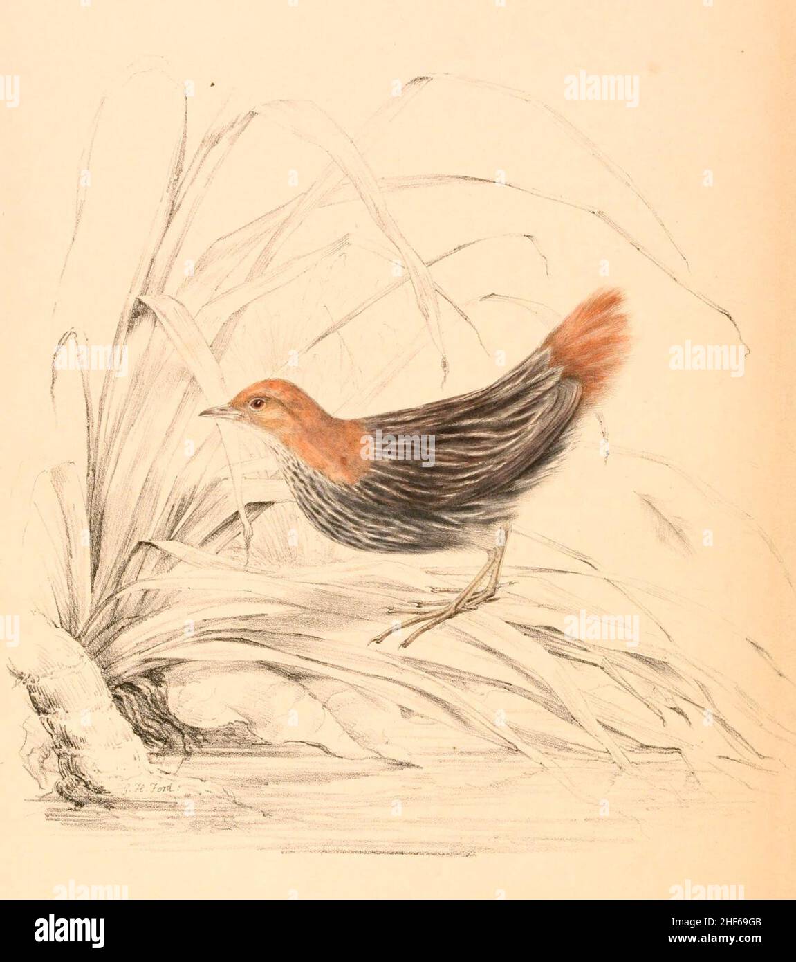 Sarothrura affinis affinis 1838. Stock Photo