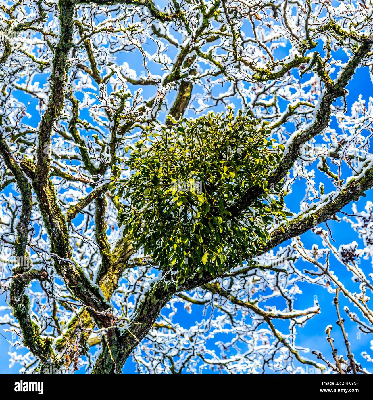 Viscum album or mistletoe is a hemiparasite on several species of trees ...
