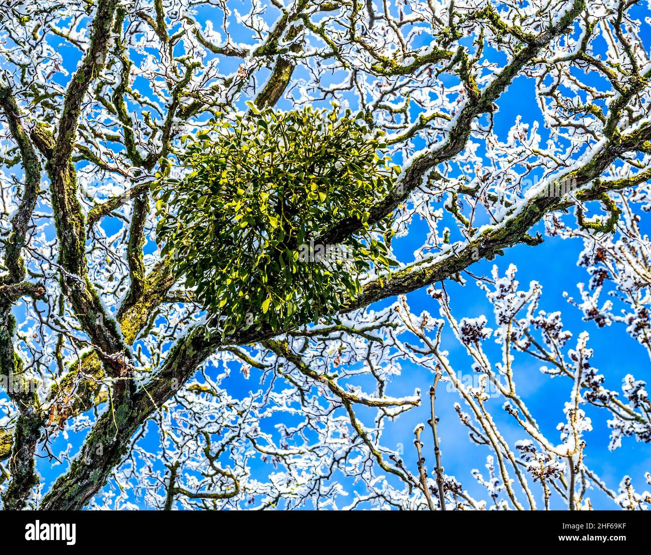 Viscum album or mistletoe is a hemiparasite on several species of trees, it has a significant role in European mythology, legends, and customs Stock Photo