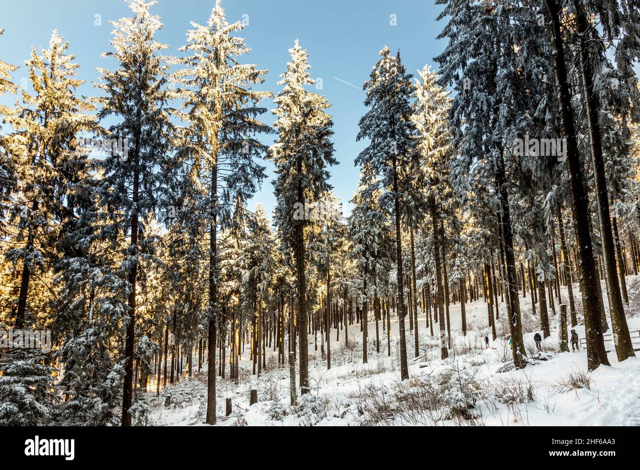 snow covered branches of a tree under blue sky Stock Photo - Alamy