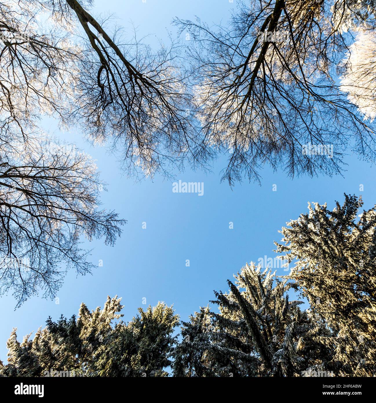 snow covered branches of a tree under blue sky Stock Photo - Alamy