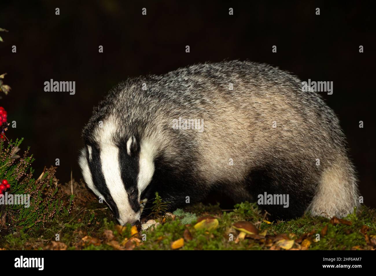 Badger, Scientific name: Meles Meles.  Close up of a large, adult, male badger foraging in Autumn with mushrooms, green moss, red berries and heather. Stock Photo