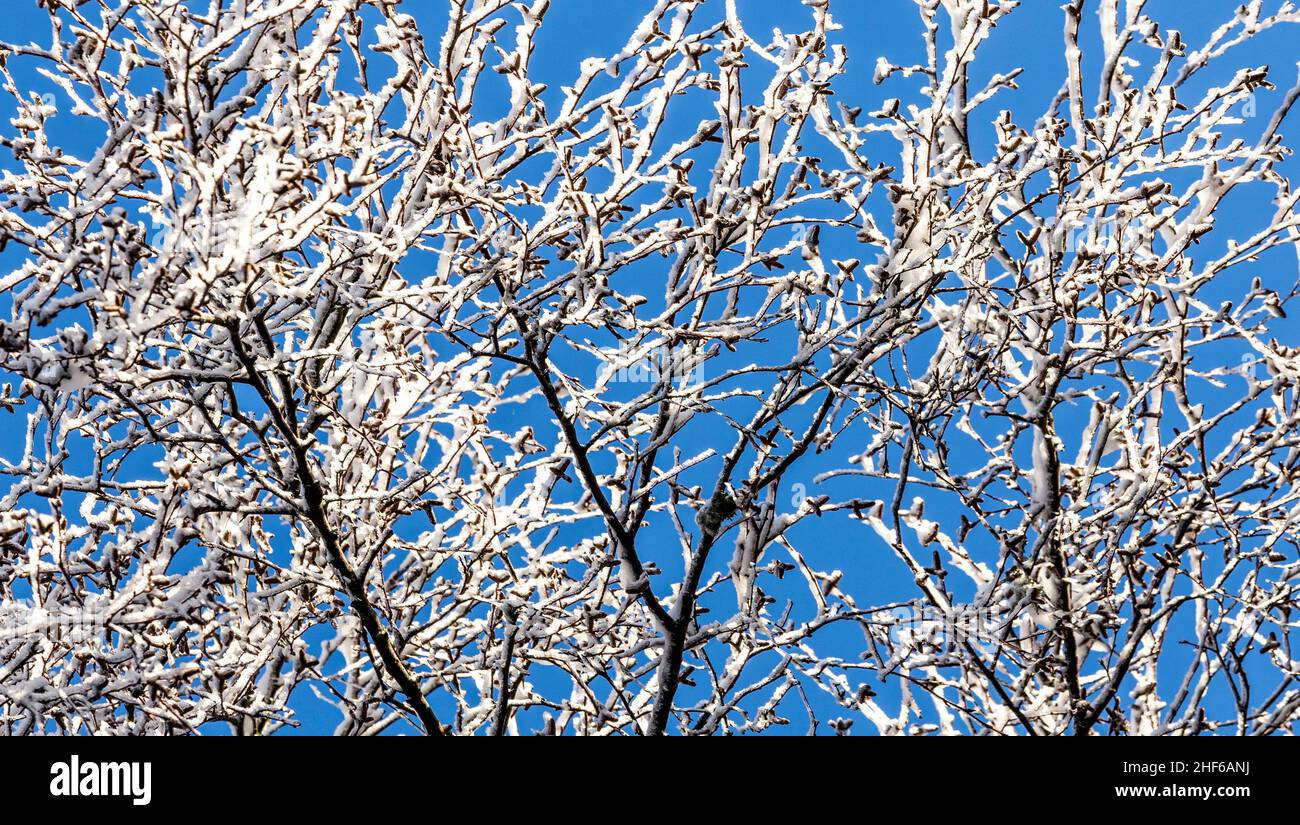 snow covered branches of a tree under blue sky Stock Photo - Alamy