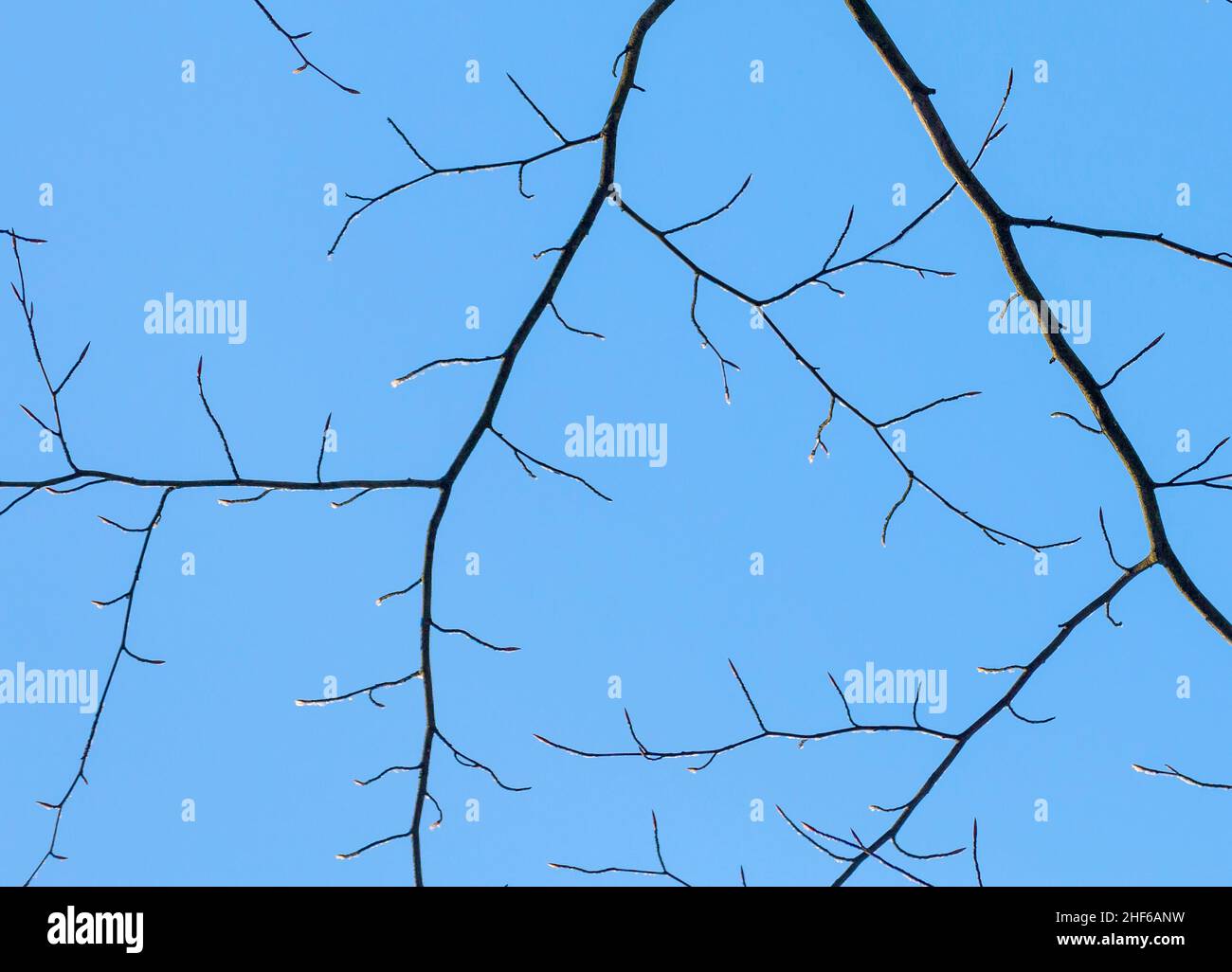 snow covered branches of a tree under blue sky Stock Photo - Alamy