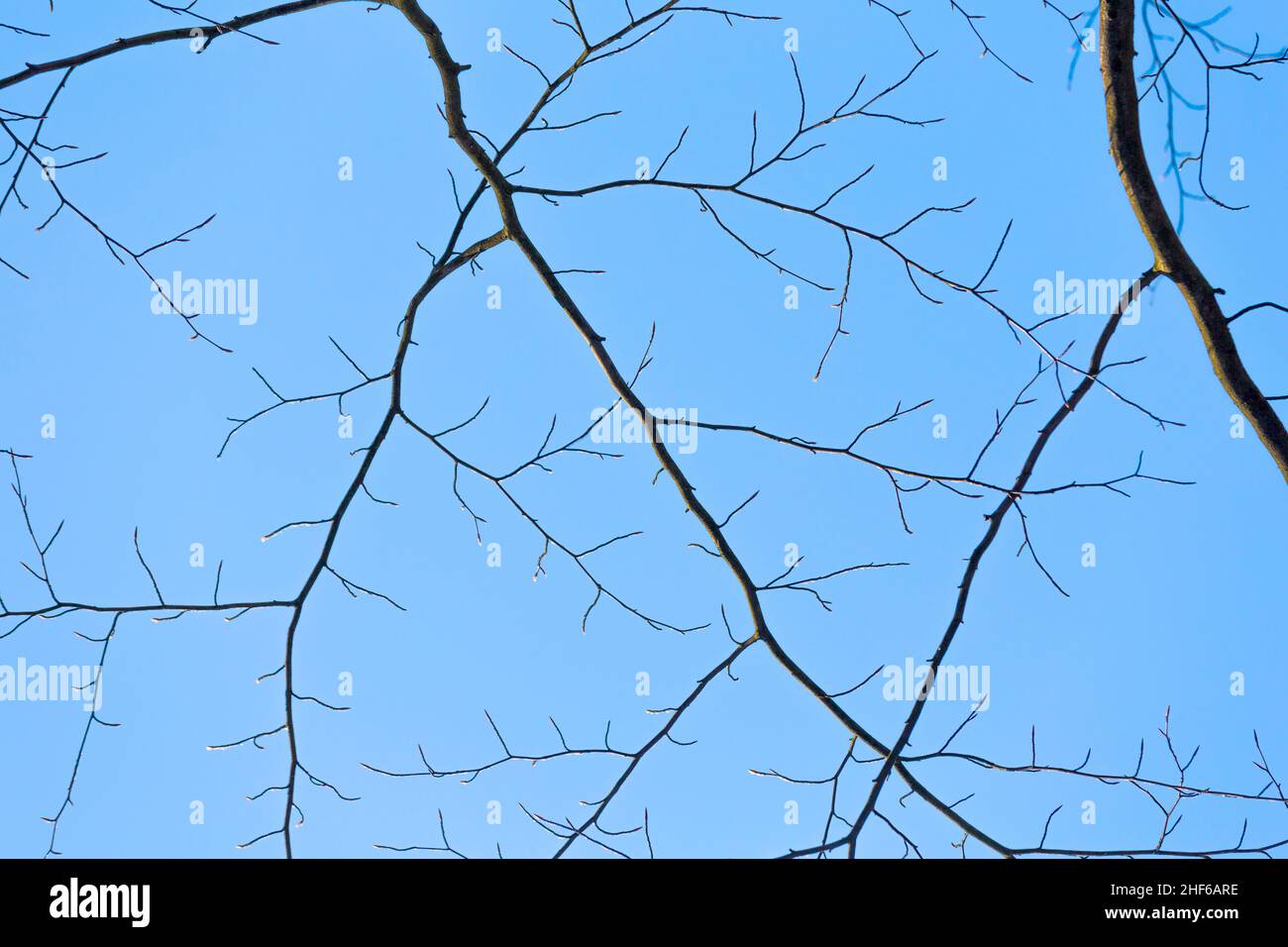 snow covered branches of a tree under blue sky Stock Photo - Alamy