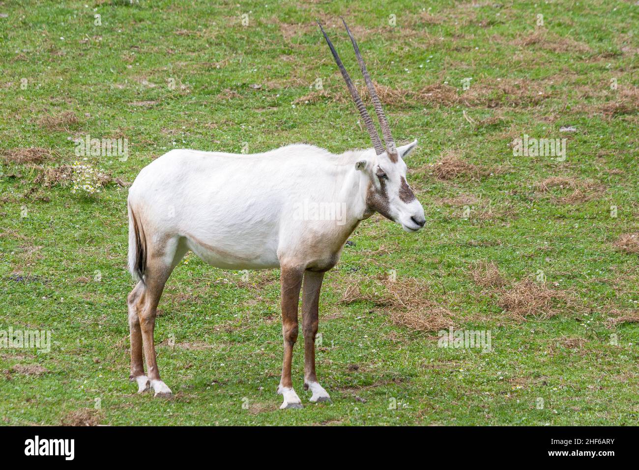 The Arabian white oryx, medium-sized antelope. Latin name Oryx leucoryx. Stock Photo