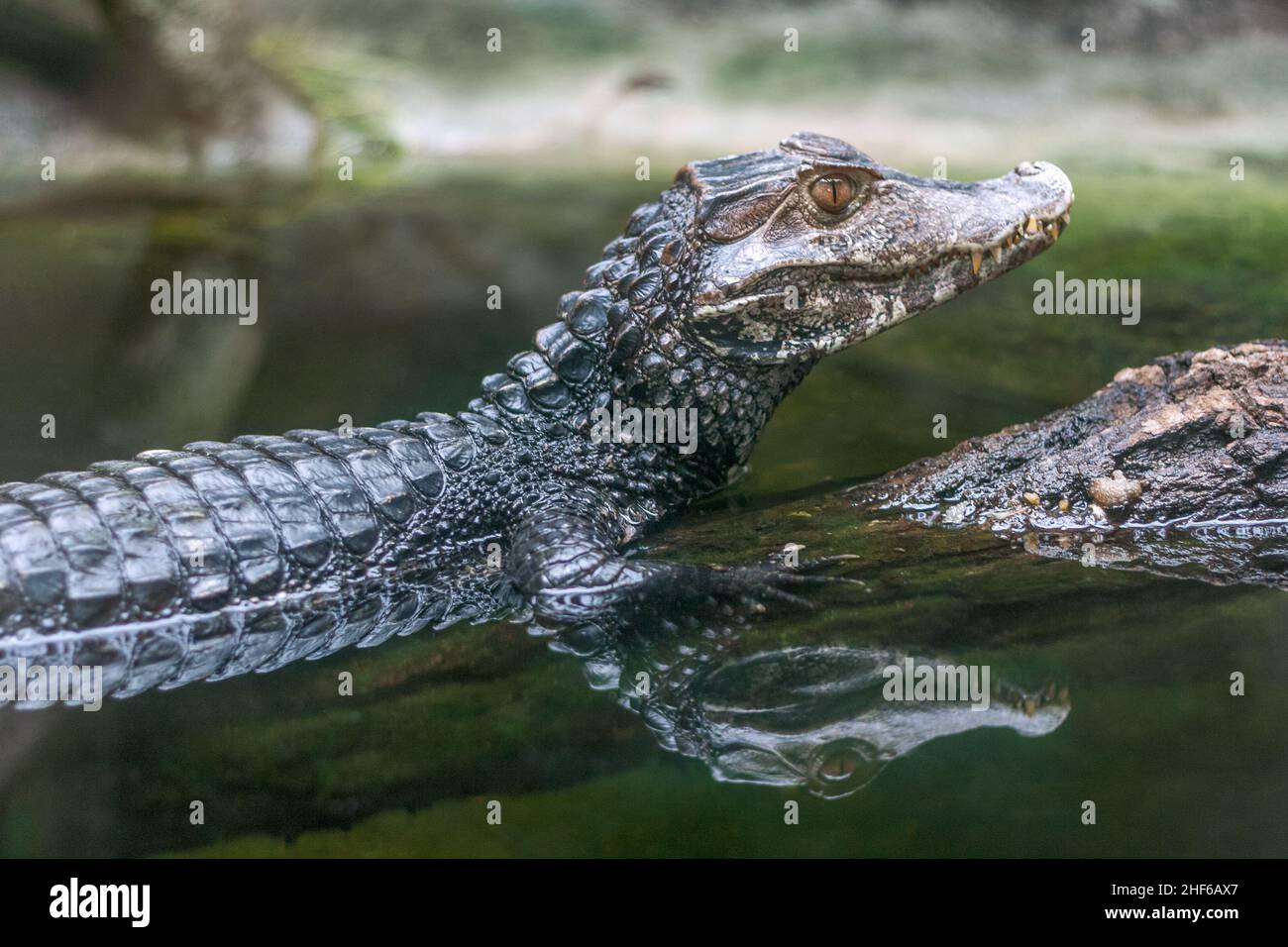 Reflection of The spectacled caiman - Caiman crocodilus in water. Stock Photo