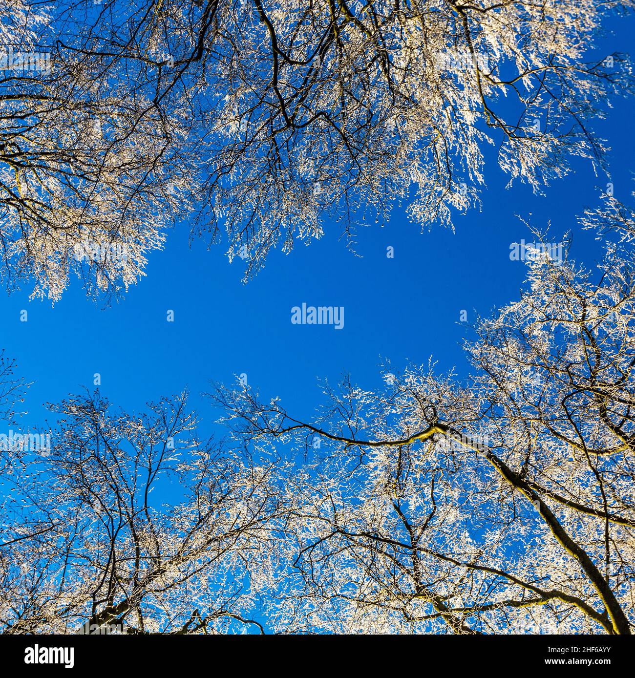 snow covered branches of a tree under blue sky Stock Photo - Alamy