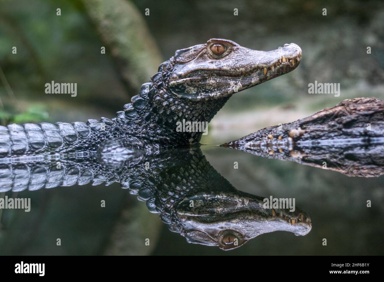Reflection of The spectacled caiman - Caiman crocodilus in water. Stock Photo