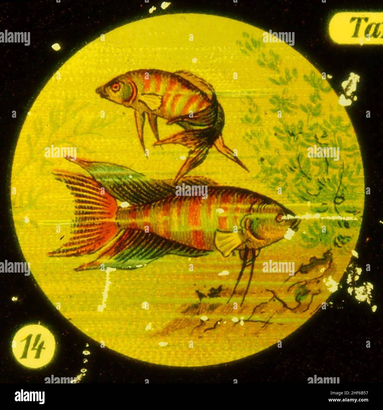 Sea life Tafel IV picture 14 Fish Stock Photo - Alamy