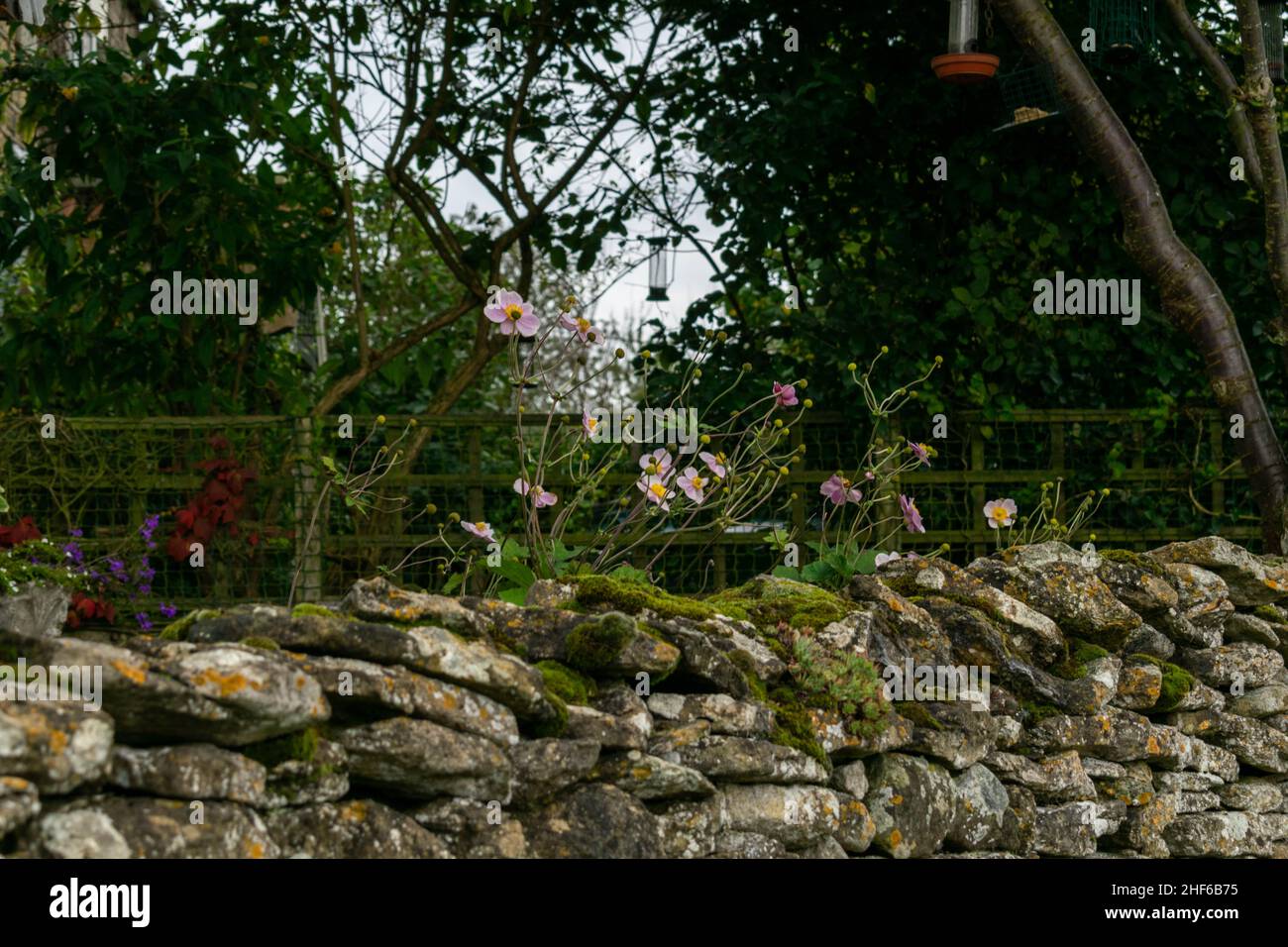 Stone clad wall, quaint and covered with moss with flowering flowers growing on top. Picturesque postcard scene of beautiful English countryside. Coun Stock Photo