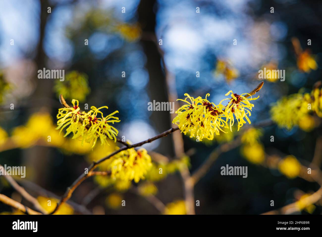 yellow-witch-hazel-hamamelis-mollis-wisley-supreme-flowering-in-rhs