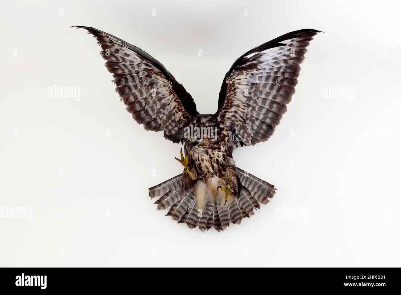 Buzzard launching itself at prey. Cut out on white background Stock ...