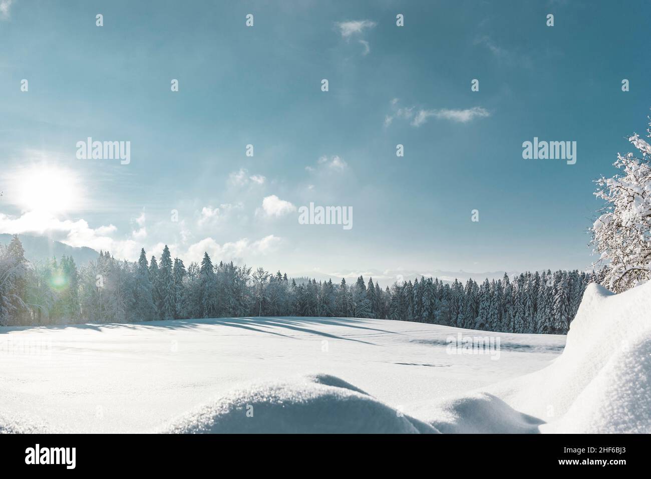 snowy winter landscape with blue sky and fir trees Stock Photo