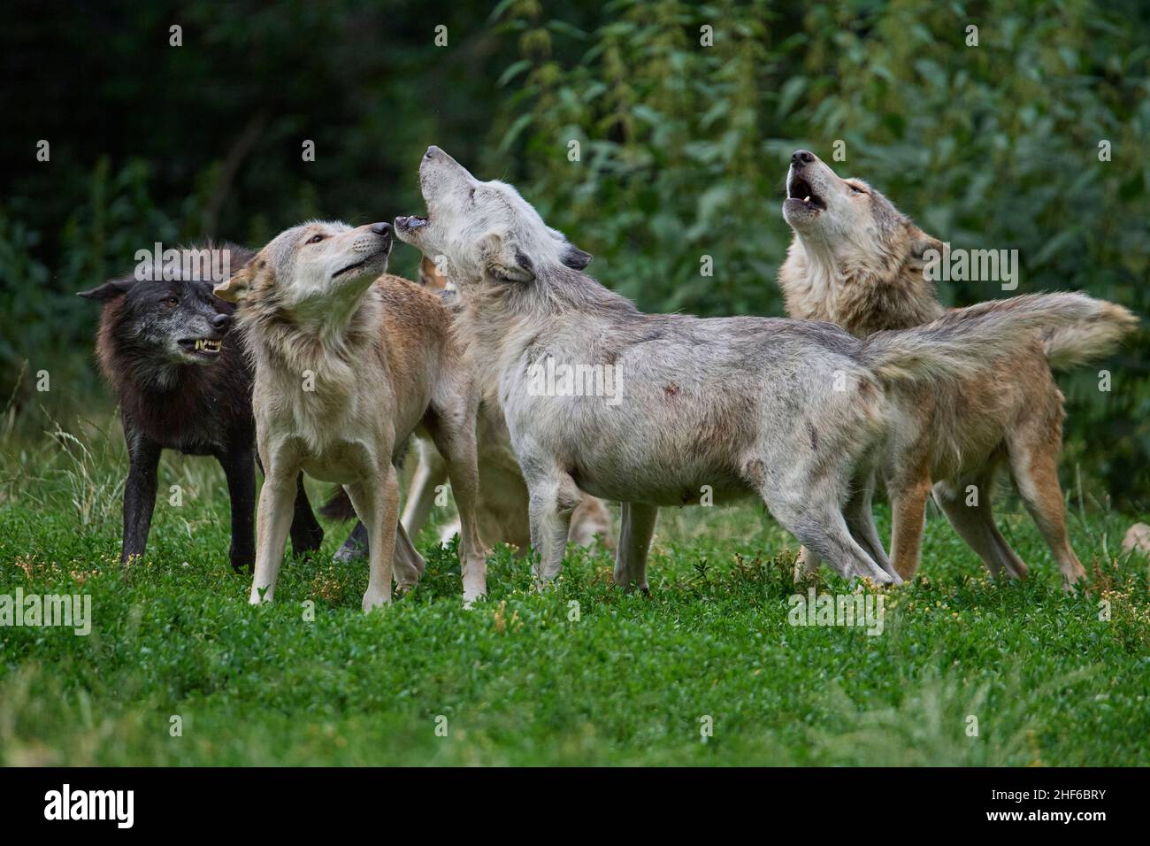 Wolves, Canis lupus, howling group of wolves Stock Photo - Alamy