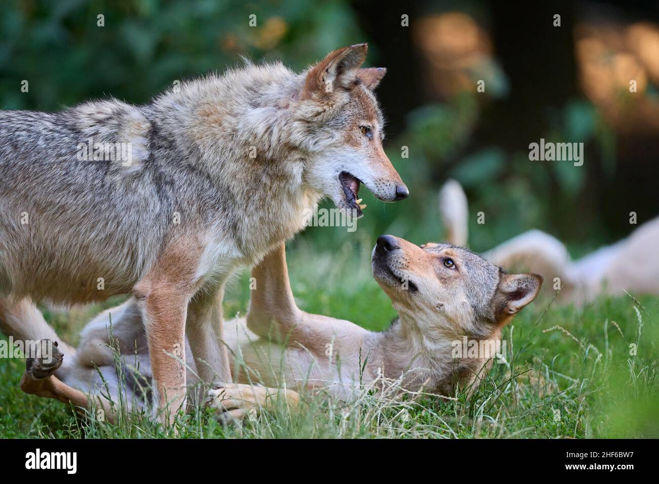 Two fighting wolves hi-res stock photography and images - Alamy