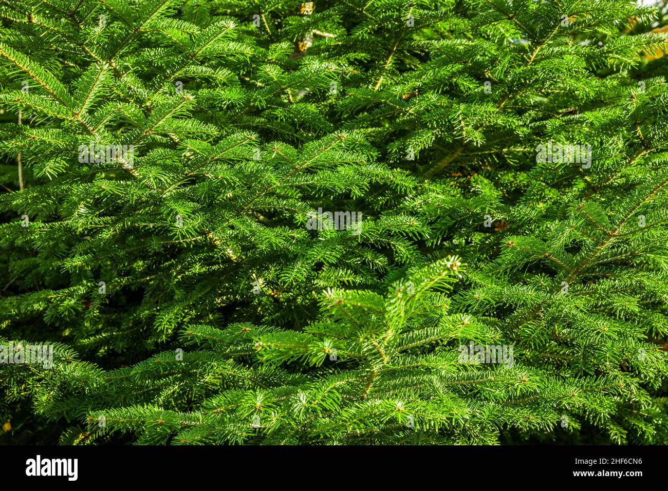 Fresh fir green on a spruce Stock Photo