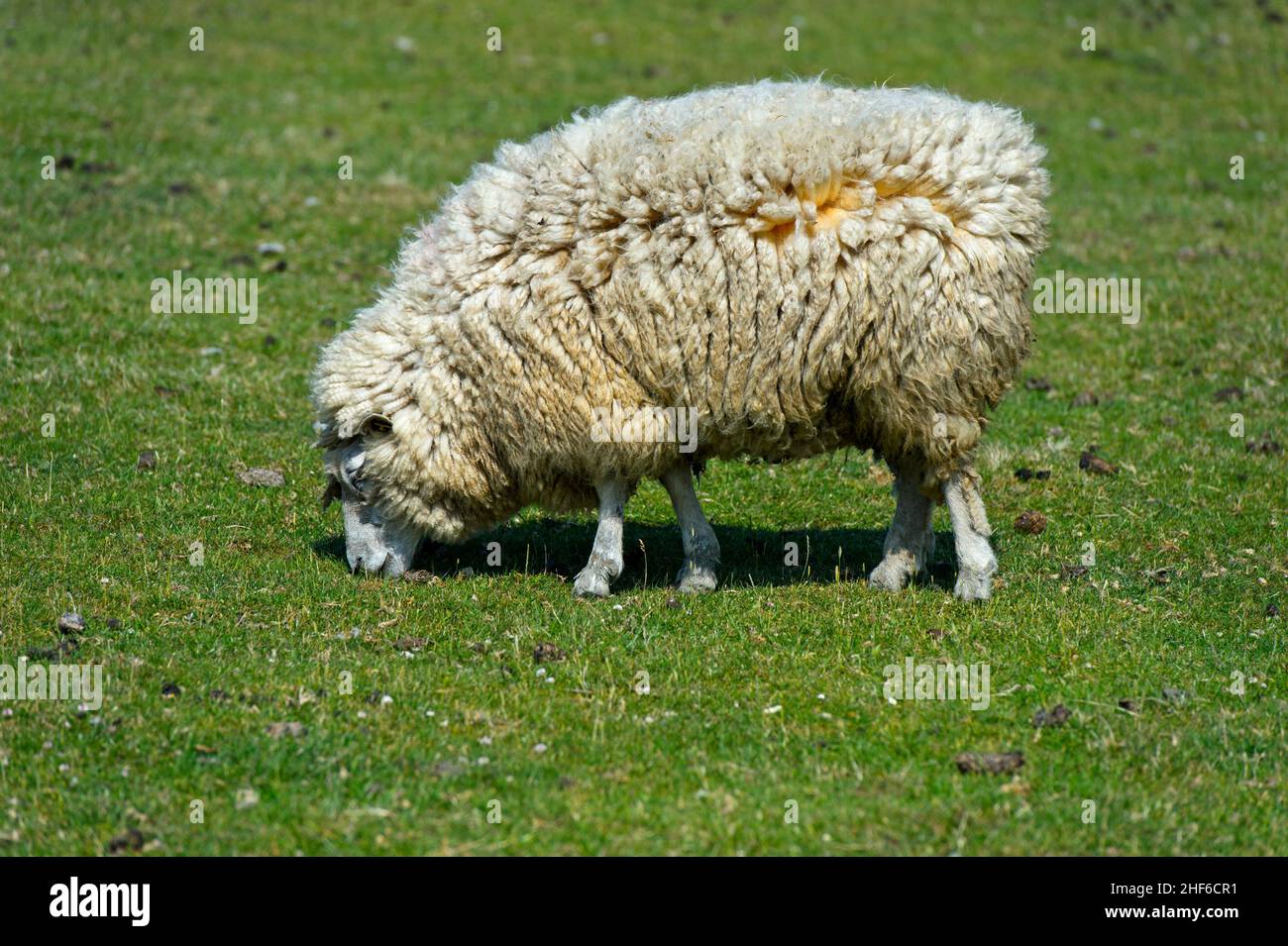 Grazing Texel sheep,  marshland on the North Sea coast,  Schleswig-Holstein,  Germany Stock Photo