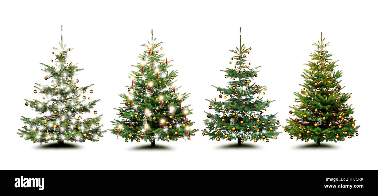 Beautiful Christmas trees isolated on a white background Stock Photo