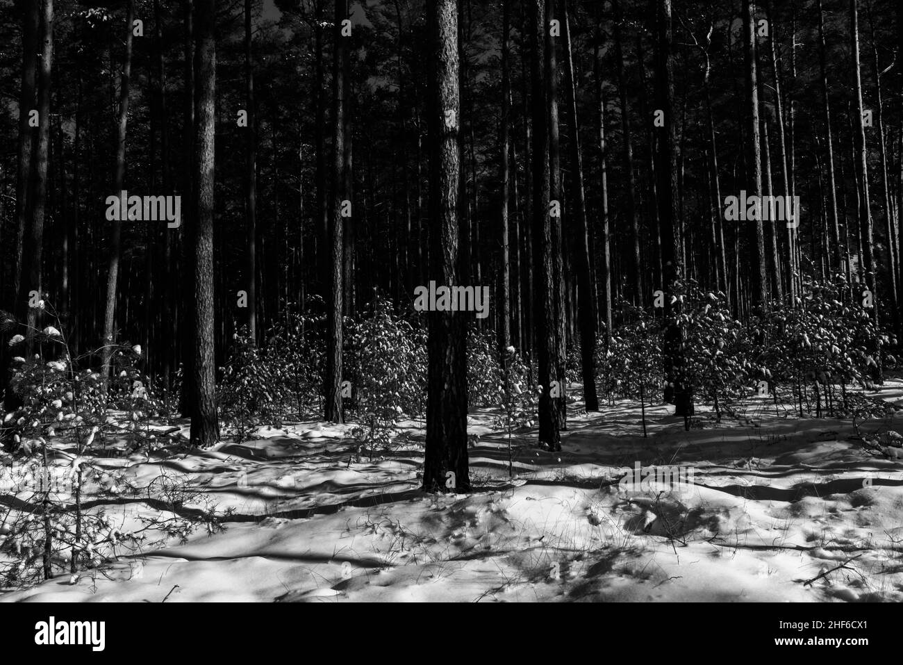 Pine forest in winter with lots of snow, black and white Stock Photo ...