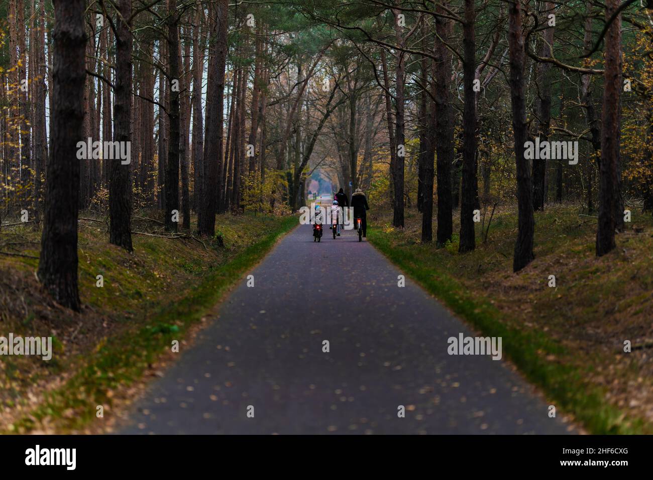 Germany,  Brandenburg,  Luckenwalde,   Husband with wife and children ride a bike on a bike path in the forest in autumn Stock Photo