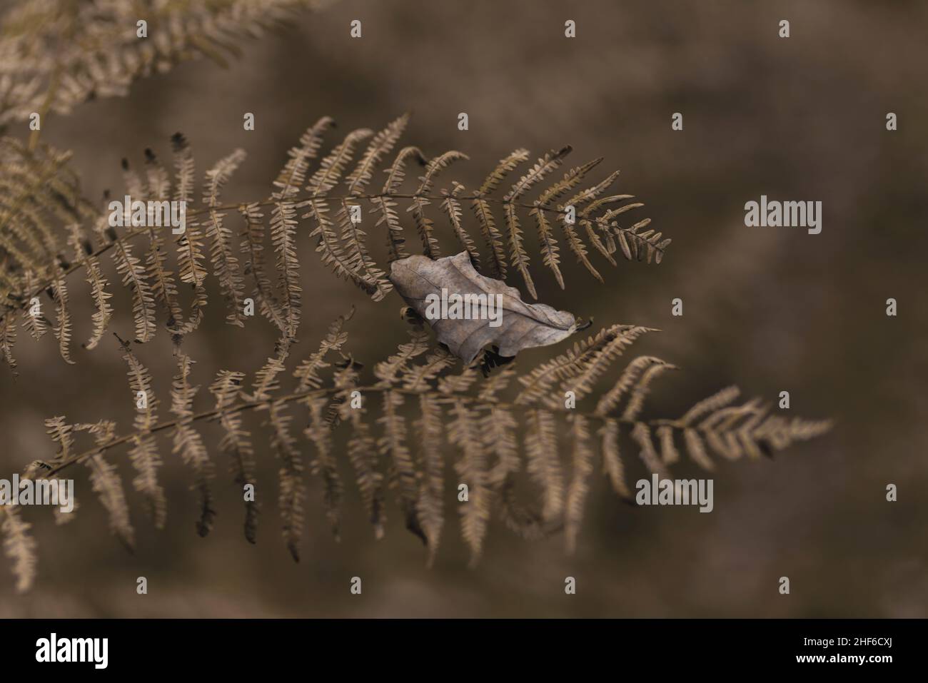 Dead fern plant in autumn in the forest, deciduous leaf from the oak