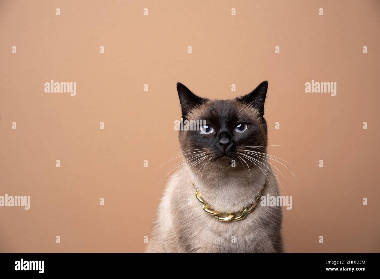 cool seal point siamese cat portrait wearing gold chain looking at camera on brown background with copy space Stock Photo