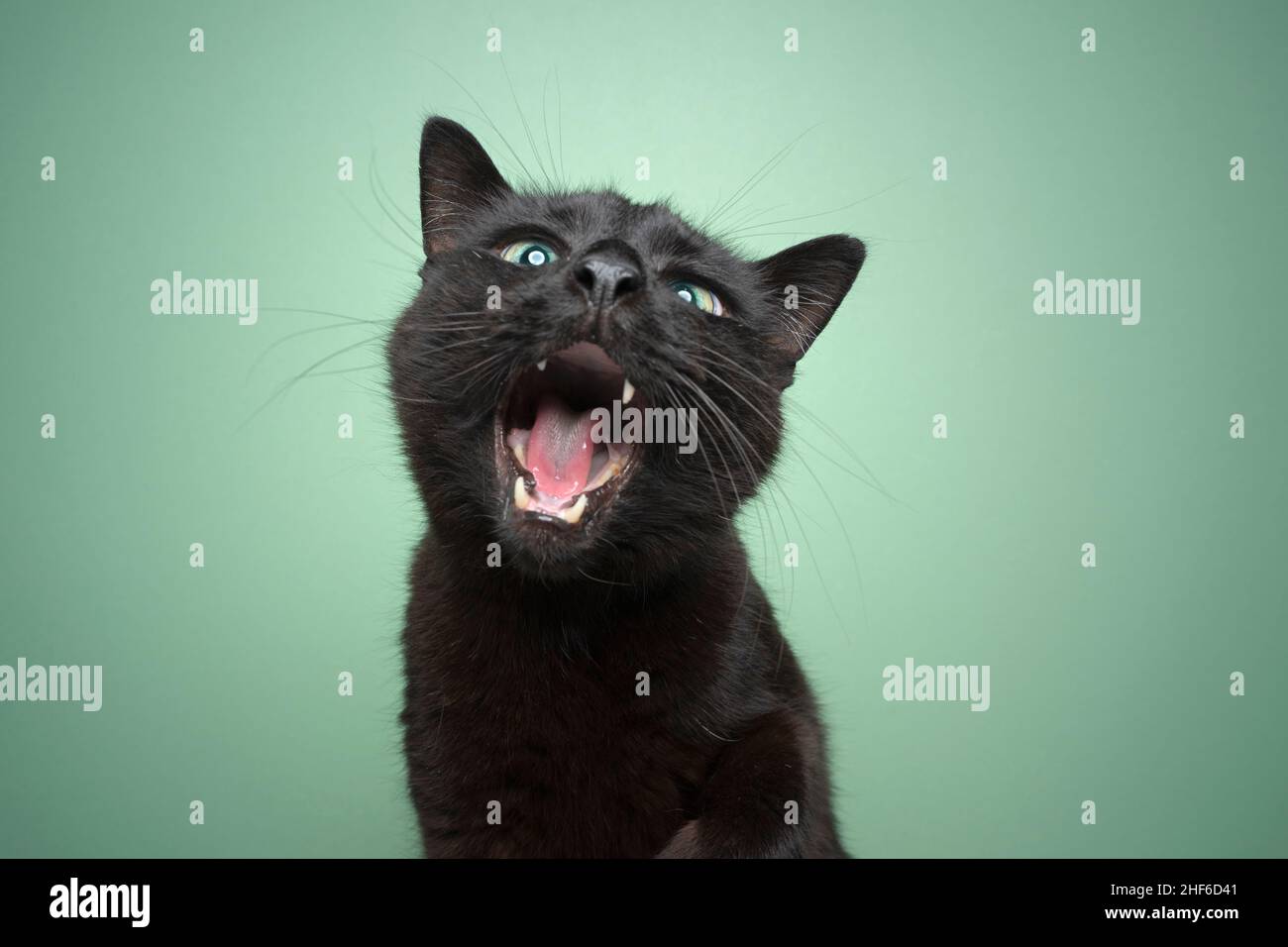 black cat with mouth wide open funny portrait on mint green background with copy space Stock Photo