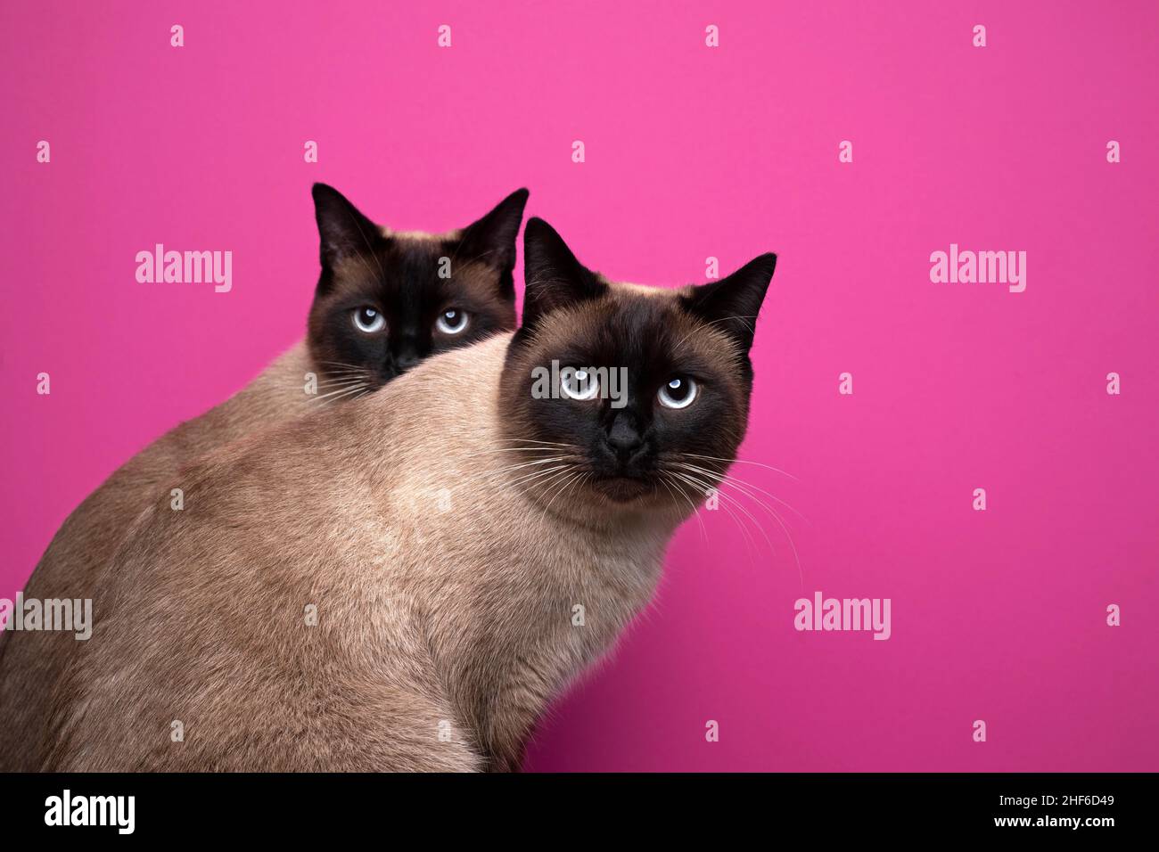 Siamese cats hires stock photography and images Alamy